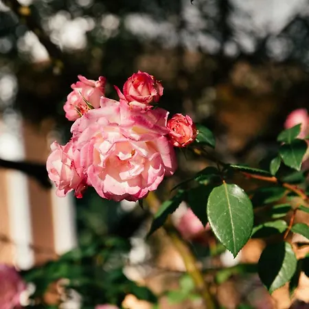 Ferienhaus Private Dula With Ocean View